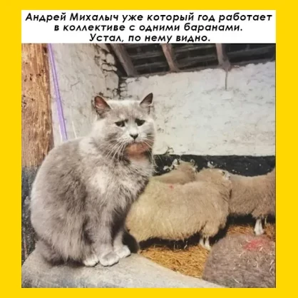 Полный Хохотамбл! Подпишись скорее