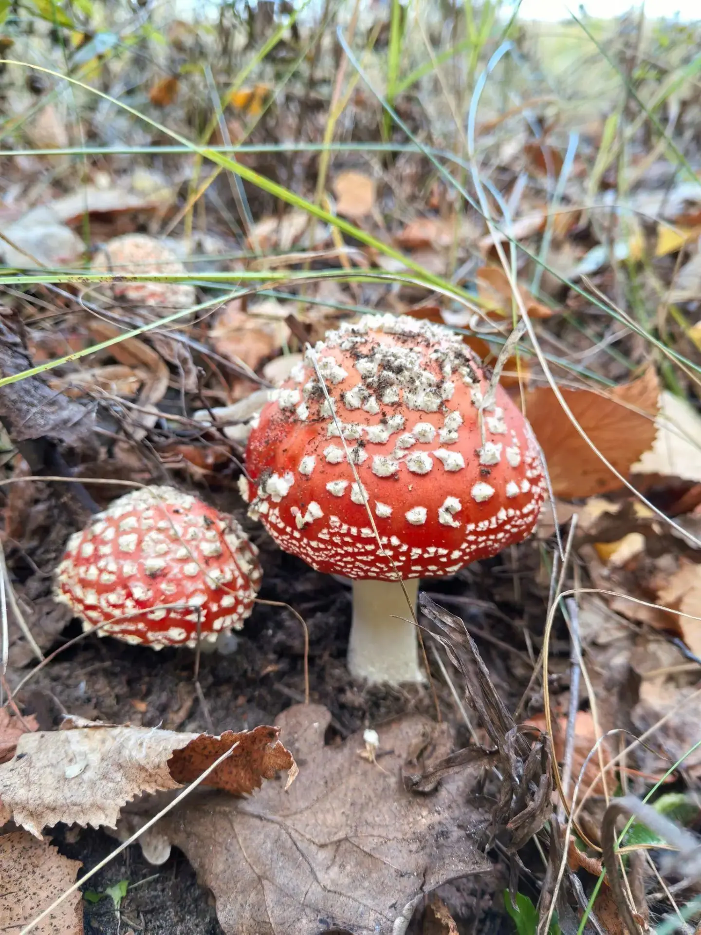 Саратов.