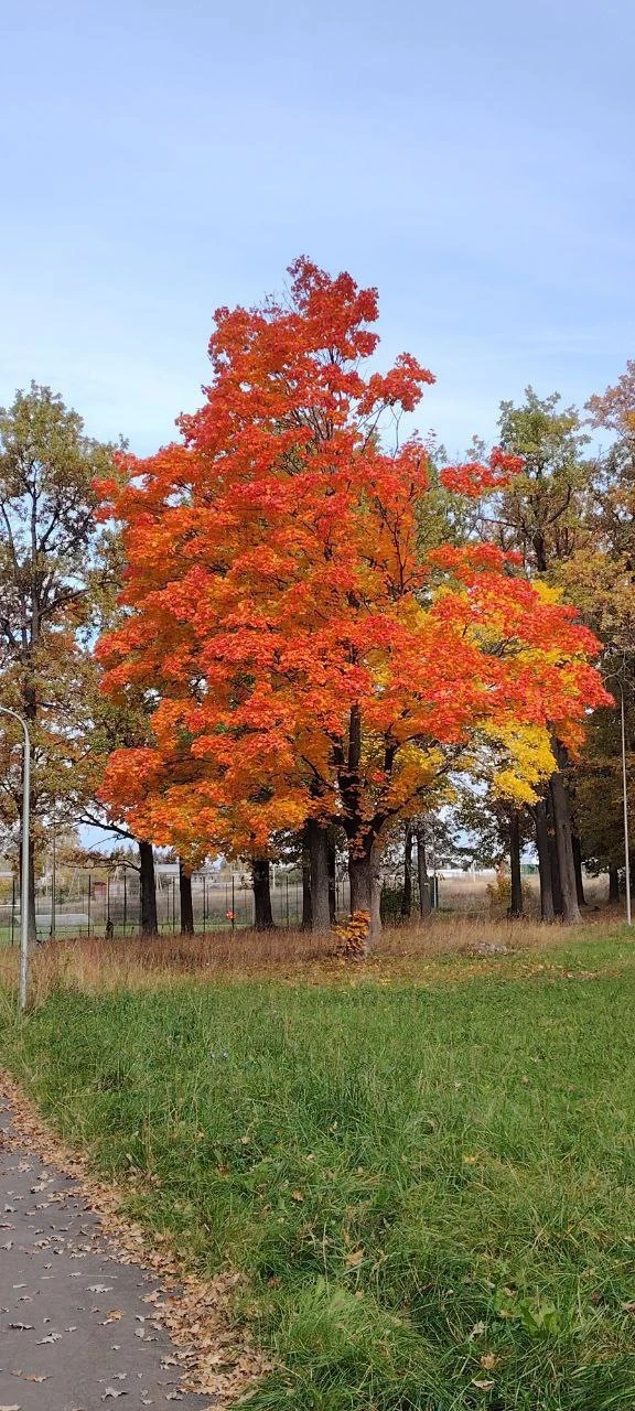 Краски осени 🍁