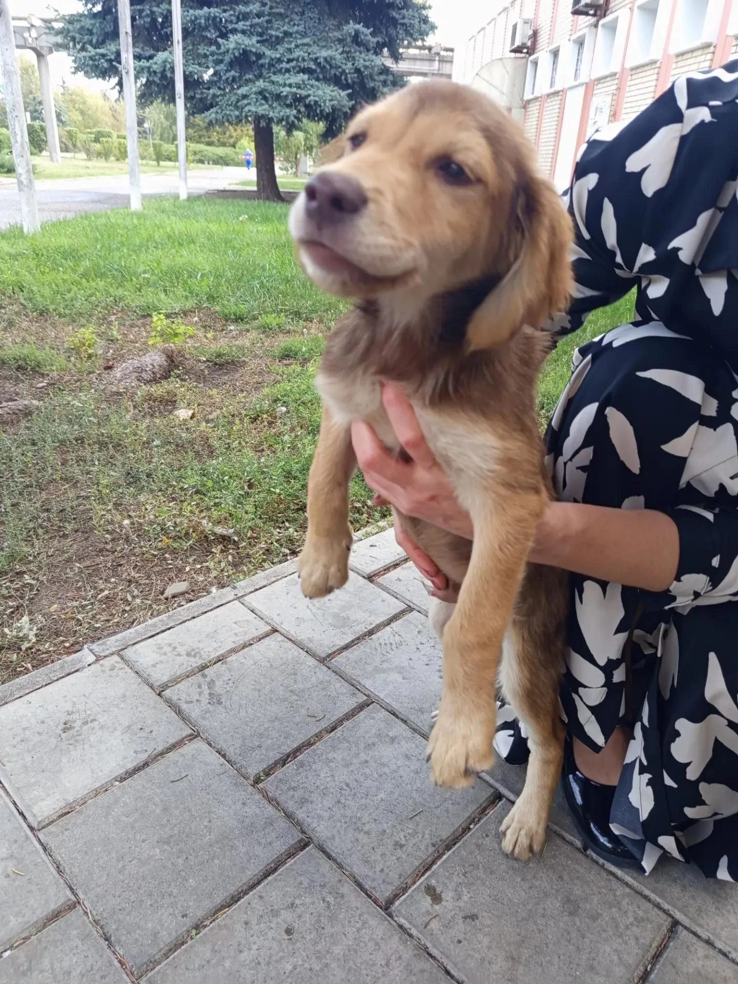 🐶 Ласковый щенок ищет хозяев