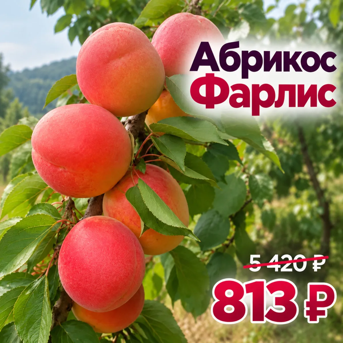 🍂 Деревья сбрасывают листья, а мы — цены! Скидки до 90% на урожайные сорта.