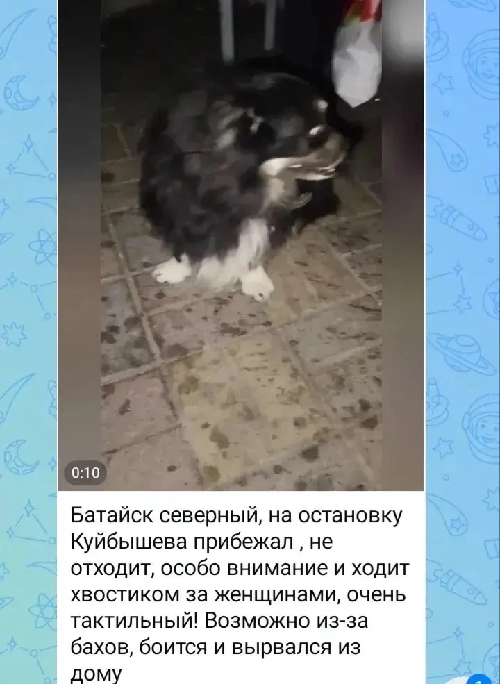 В Батайске из-за ночной атаки БПЛА перепугались и сбежали домашние животные