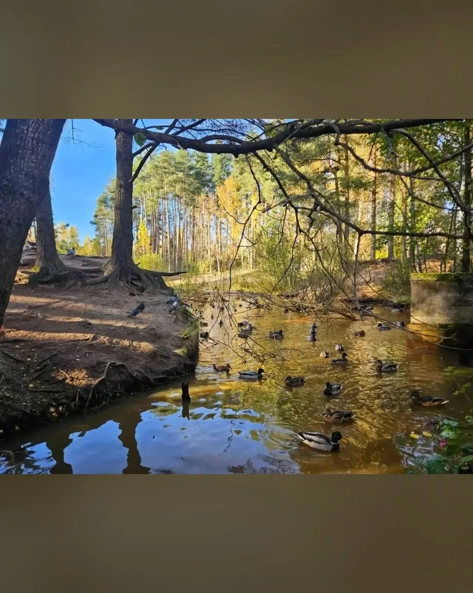 🦆 Новый заказник появился под Петербургом