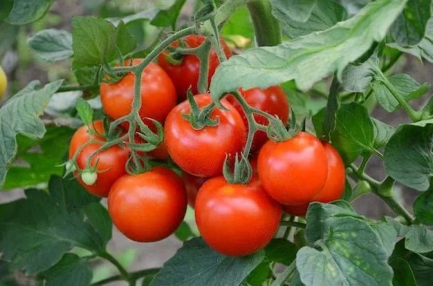 Какие макроэлементы важны для томатов и как распознать их нехватку?