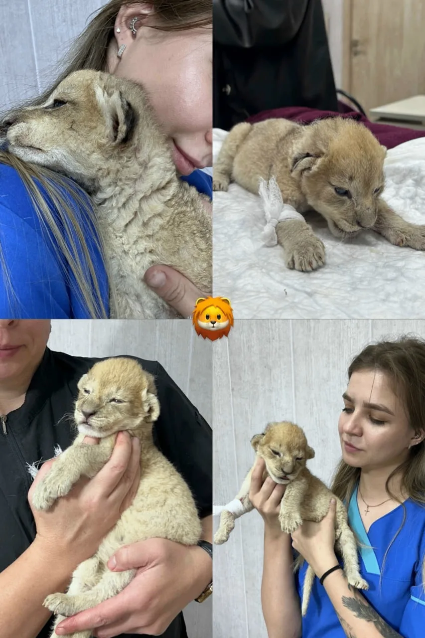 🦁Мини-царь зверей