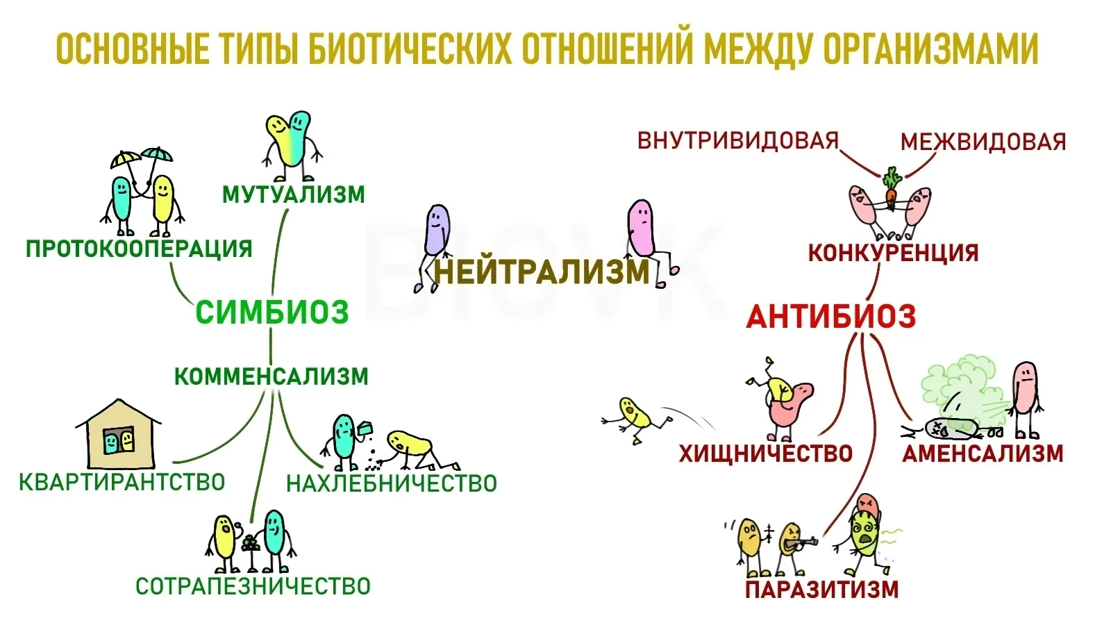 Биотические отношения между организмами — одна из тех вещей в школьном курсе, которые в...