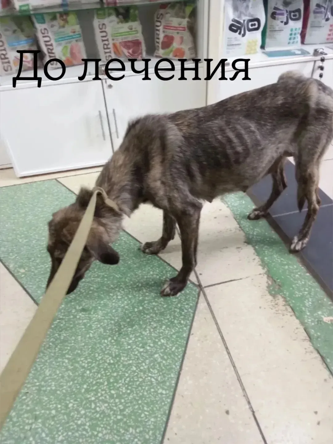 Из «заброшки» — в любящие руки: Рада выучила команды и полюбила машину