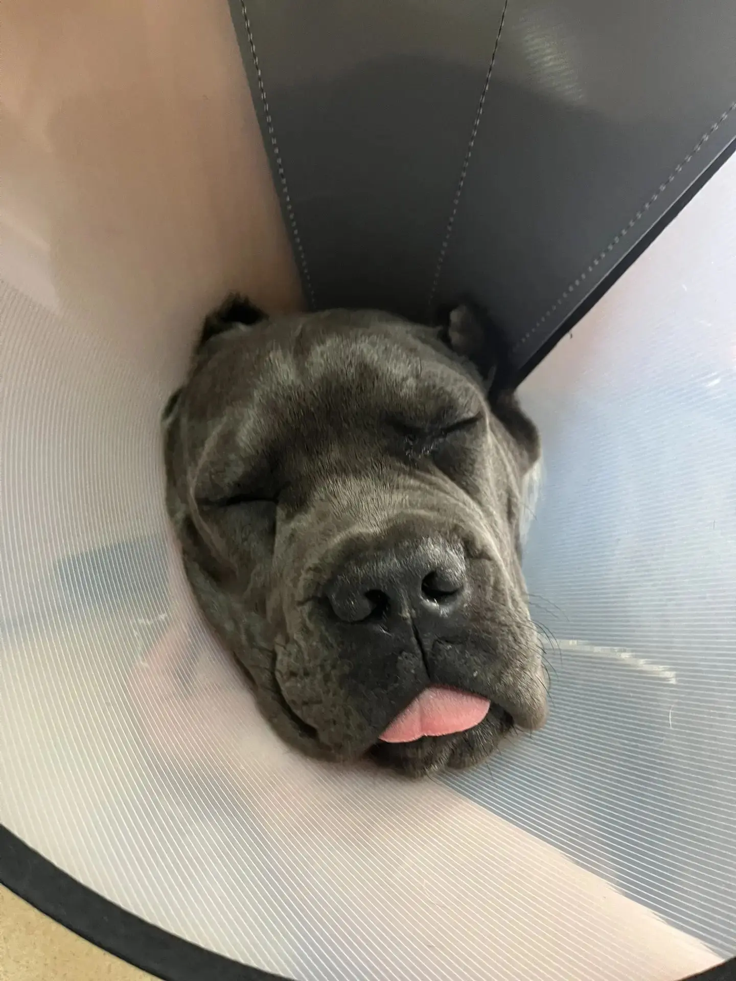 🏥👨‍⚕️🩺Ушивание 🪡пролапса слезной 💧 железы🐕‍🦺