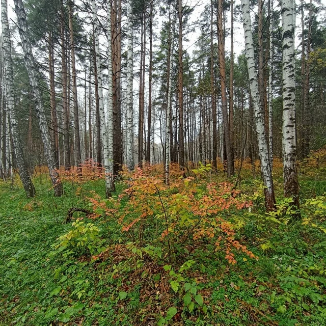 Унылая пора. Очей очарованья!!! В парке Победы такая красота!!!