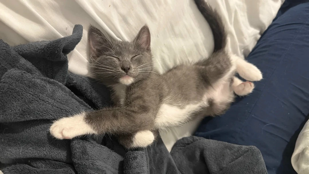 Добрых снов, котятки 😻😻😻