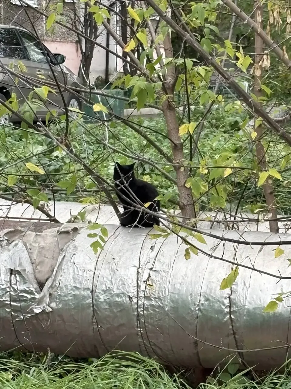 🐾 Рубрика «Короче, найдись!»