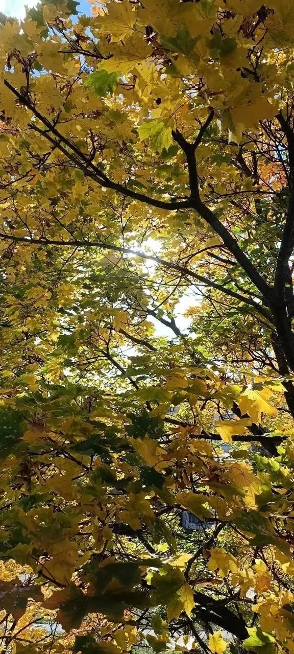 Осень. 🍂