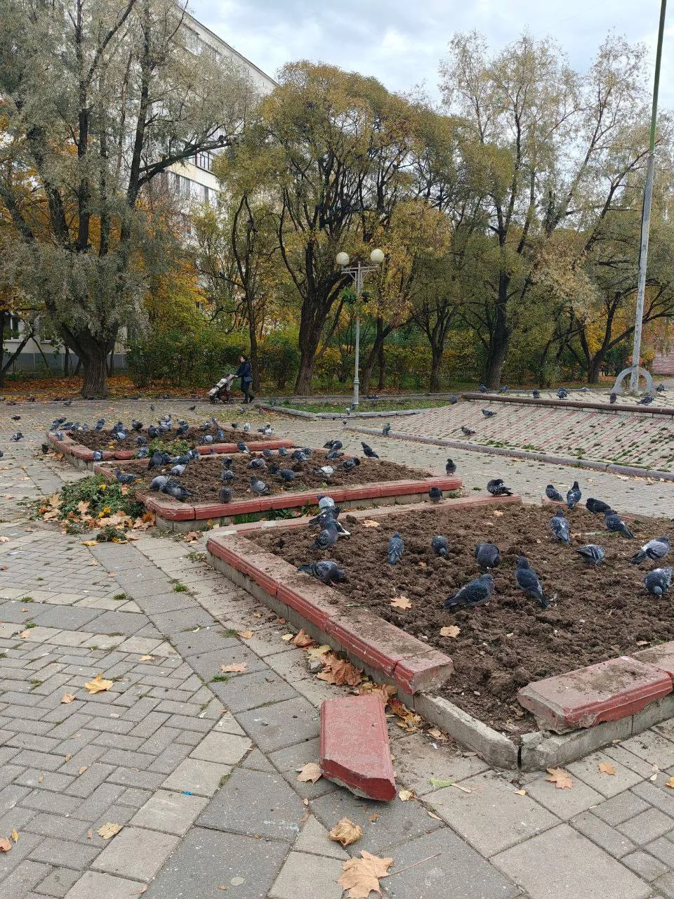 Голуби заняли Сиреневый