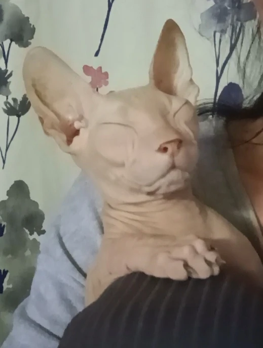 Серия 2: Как Джемисон нарушает правила личного пространства 🤭☕🐾