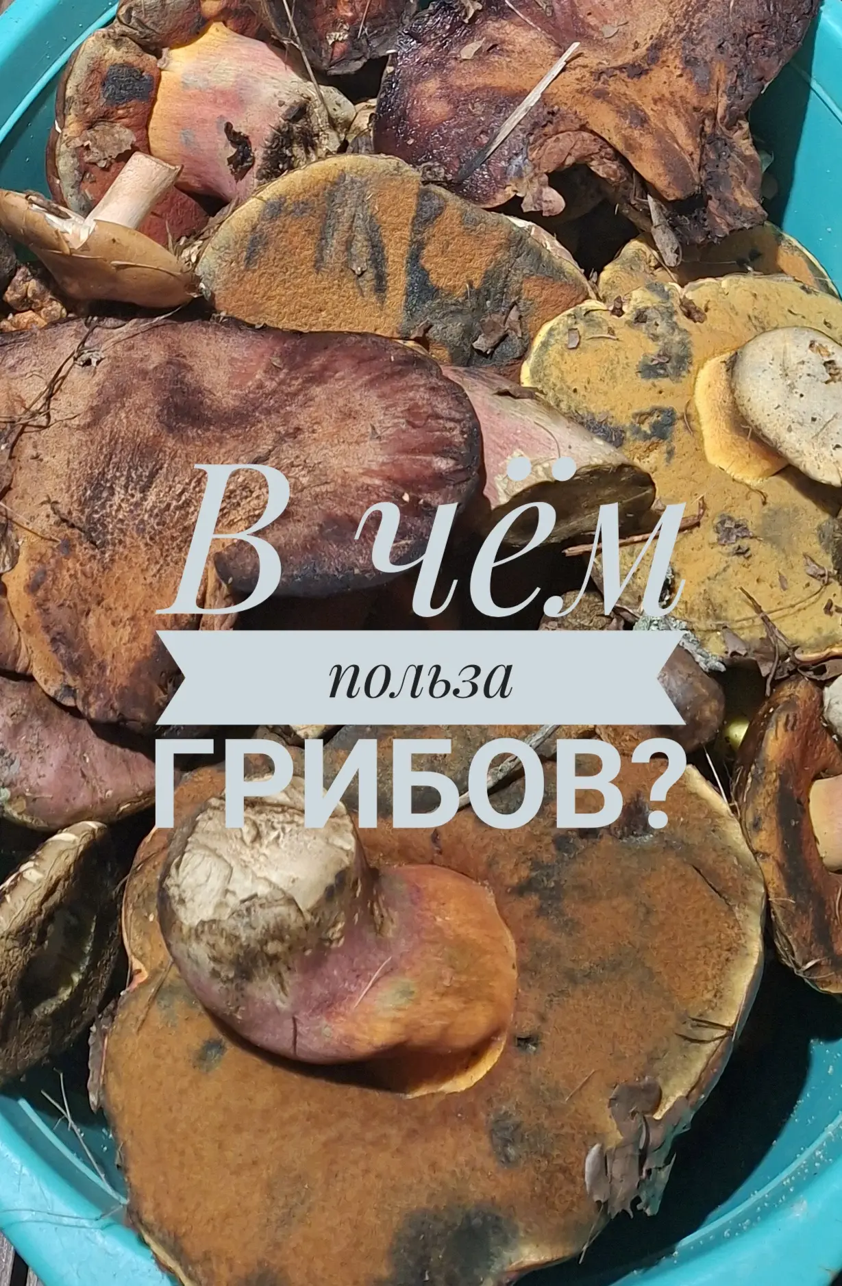 Лесные грибы — это не просто вкусная еда, а настоящий природный суперфуд.