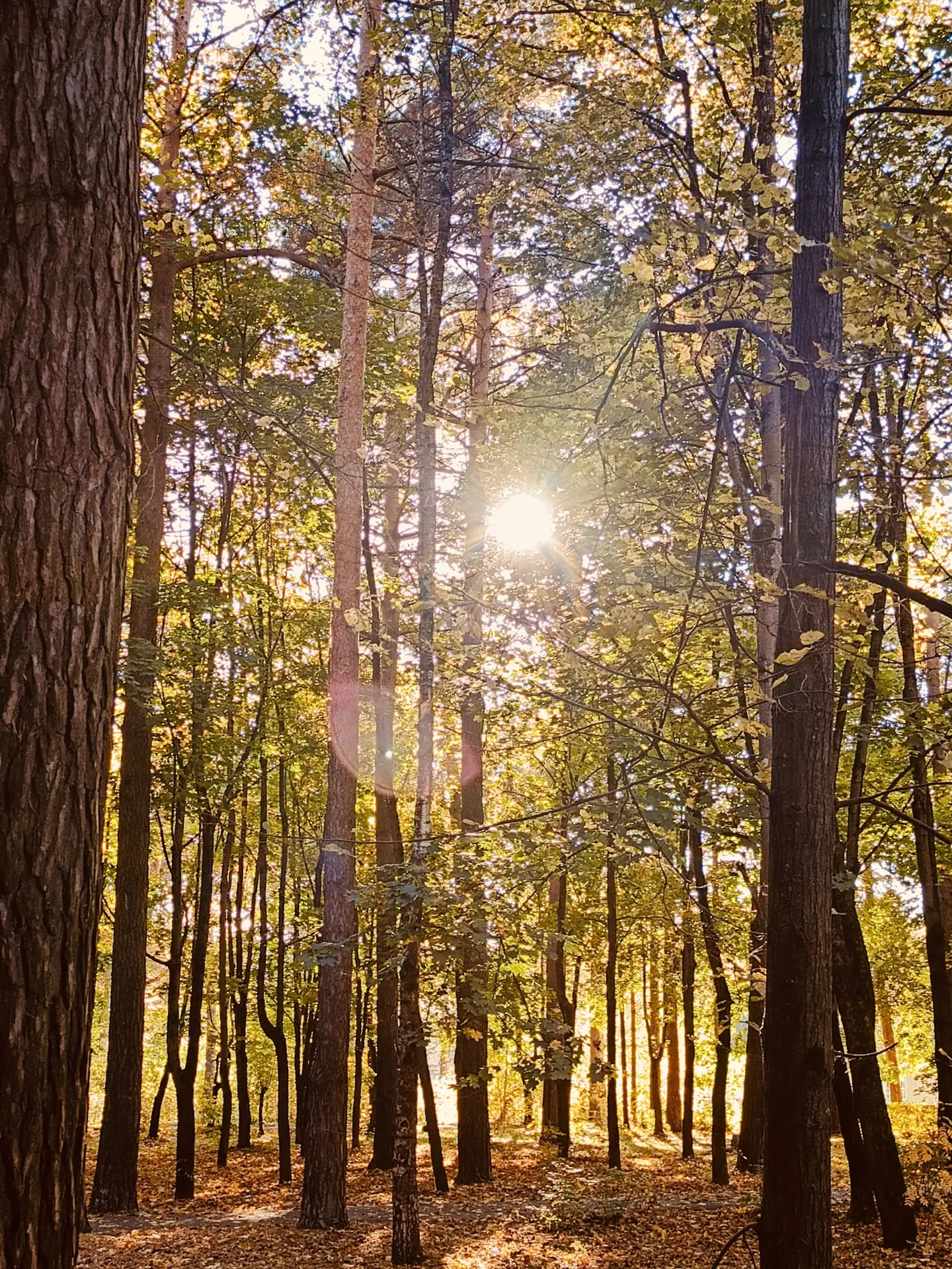Сегодня в Алексине +19 по-настоящему теплый почти летний день. ☀️