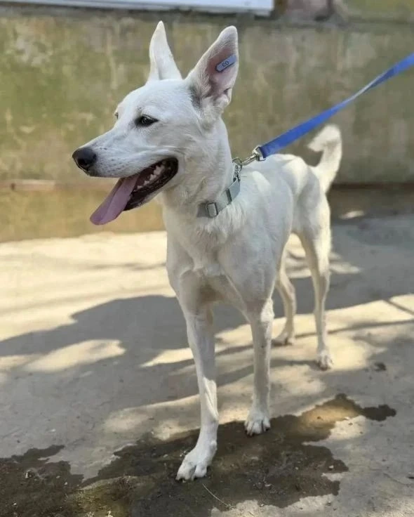 🐾Диалог после прогулки! Снежа высказывала свои эмоции, но была сдержана.😊😊