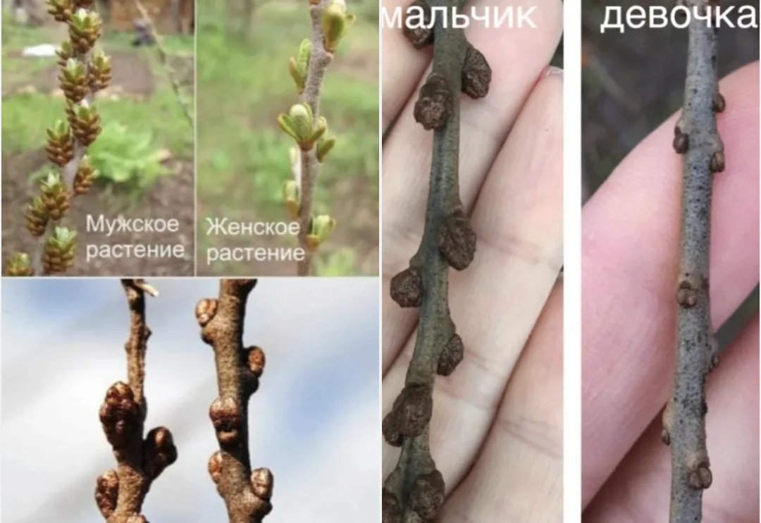 Соравым бар иде: облепиханын атасын ничек белергэ?