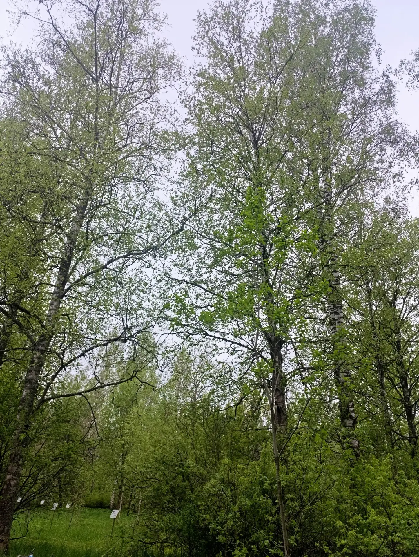 🌟 Фото дня от Сиверский.нет 🌟