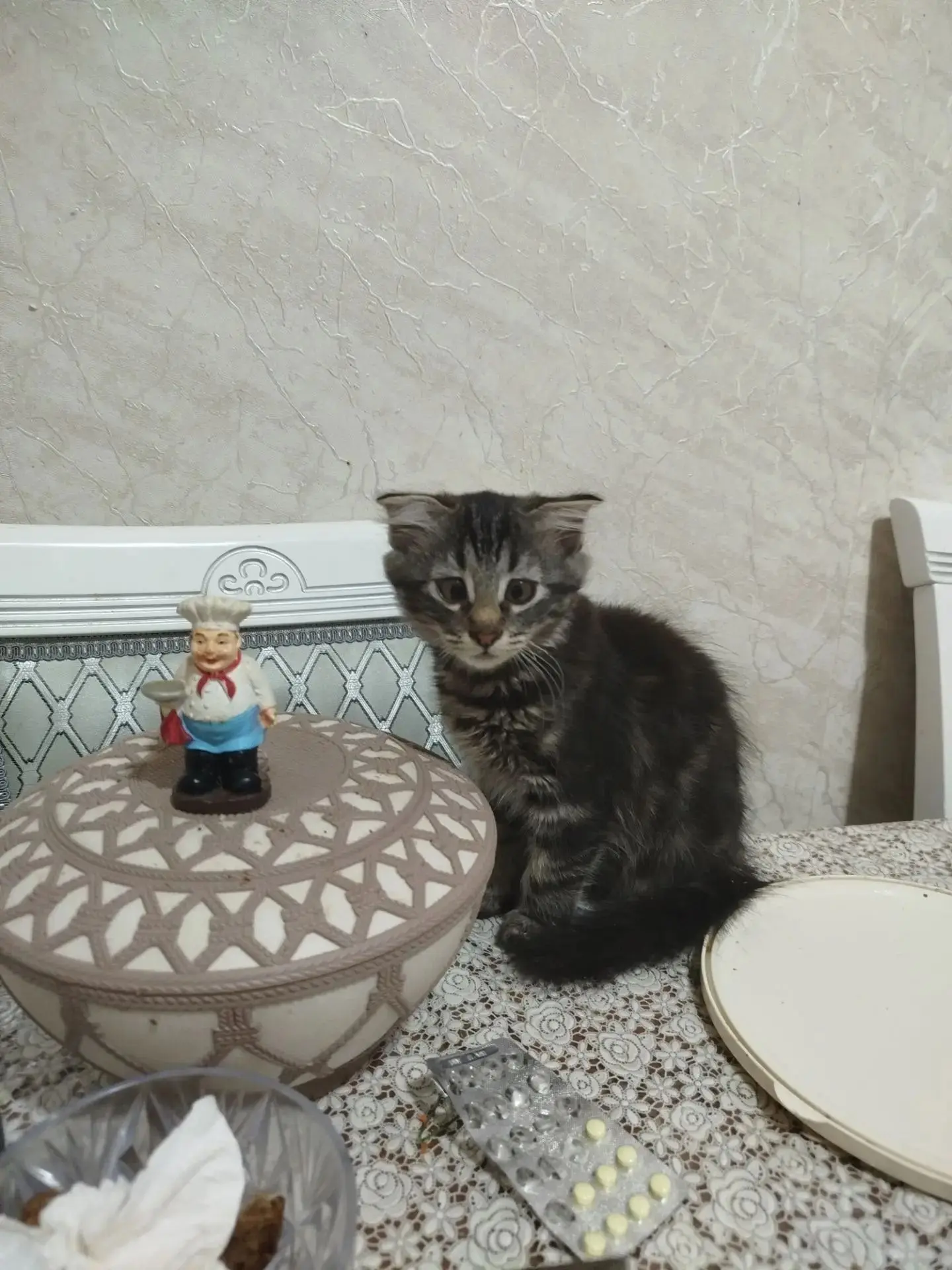 Маленькое чудо ищет добрых хозяев. Обращаться по номеру +7-906-470-08-99 Ирина