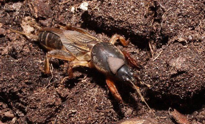 🐛Препараты для борьбы с медведкой