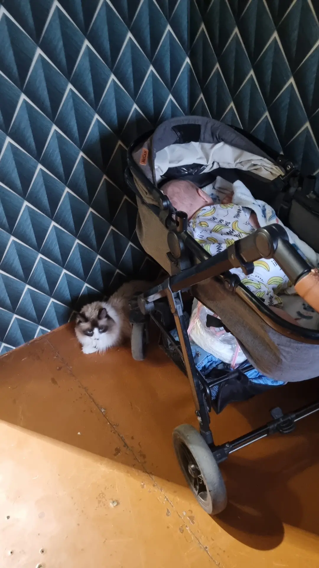 Котик охранят 🥰