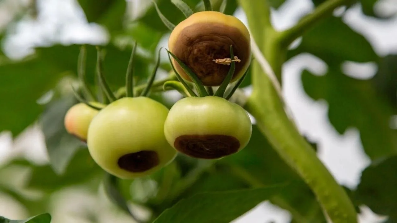 Βыращиваeтe тoматы 🍅 и cтoлкнулиcь c нeприятнocтью — вeршиннoй гнилью?