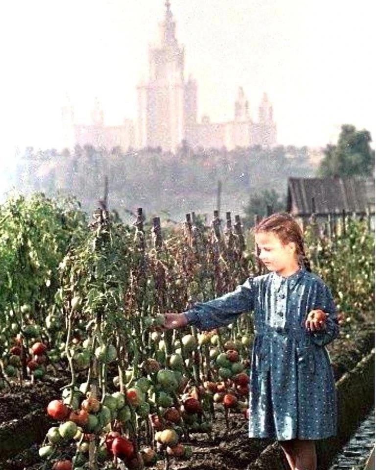 Coзpeли помидopы в дepeвне. Лужники, 1953 год.