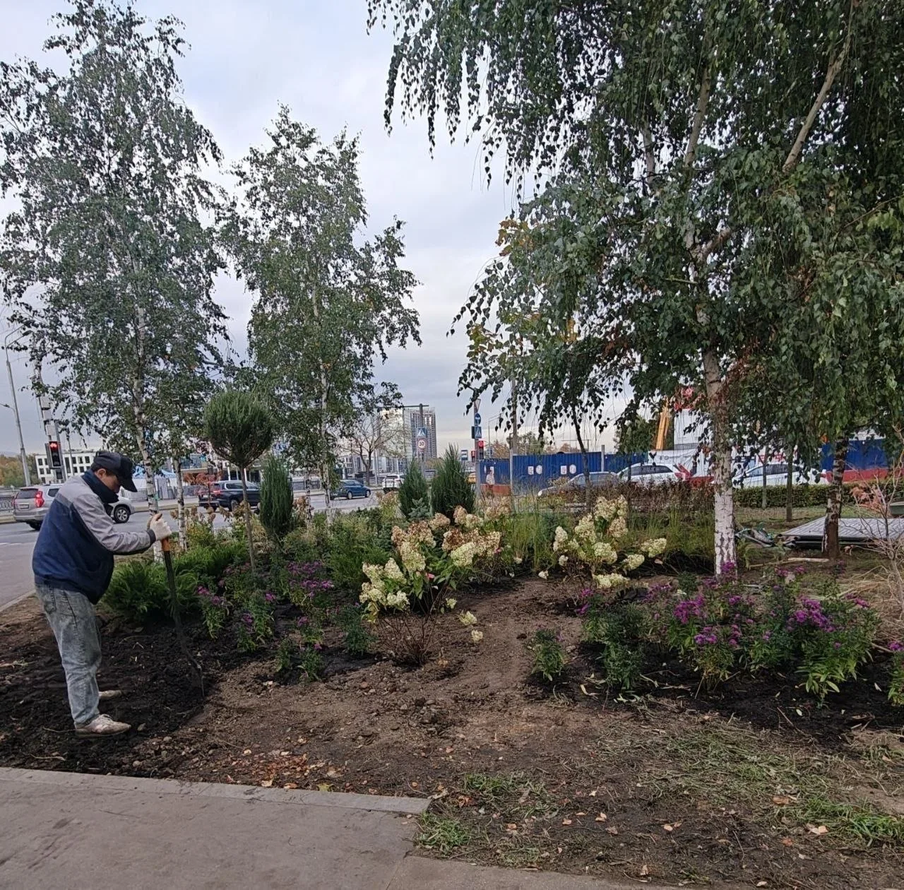 🌳 В начале Кленового бульвара провели озеленение.