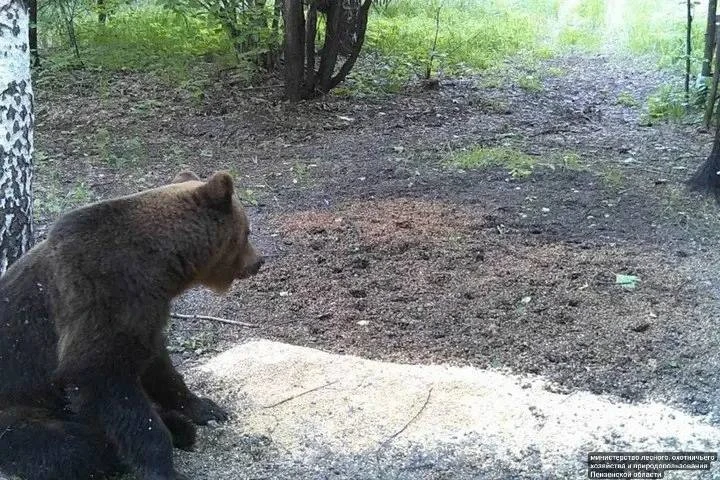 🐻Осторожно, медведи! Хищники подошли к границам Саратовской области