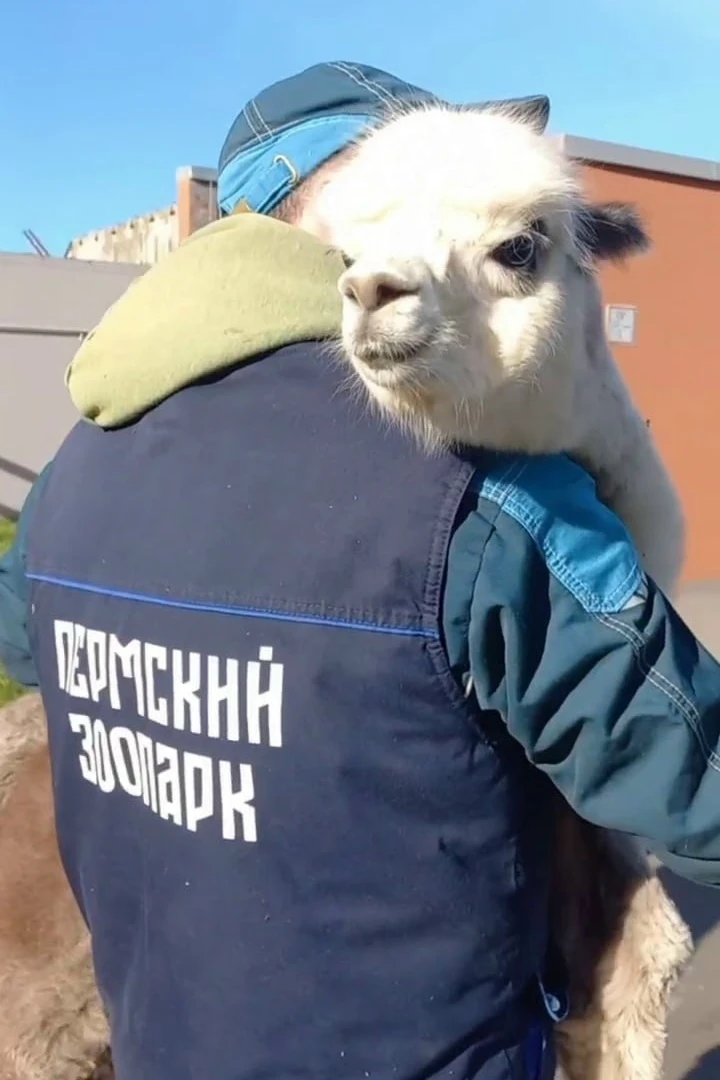 🦙 В «Горном мире» Пермского зоопарка в стаде пополнение