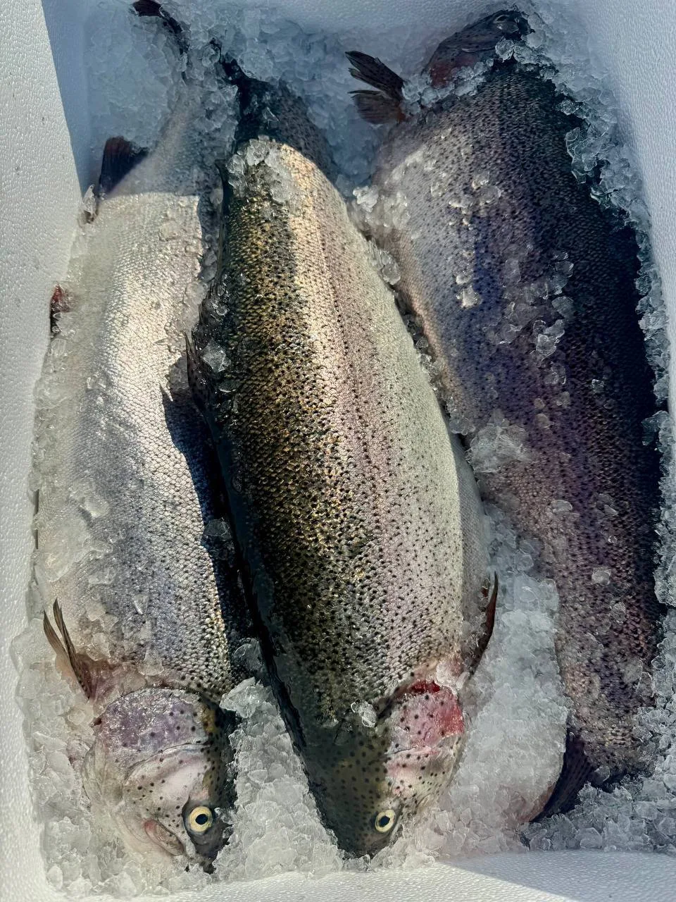 🐟 10 октября привезем для Вас свежайшую форель из Саяногорска!