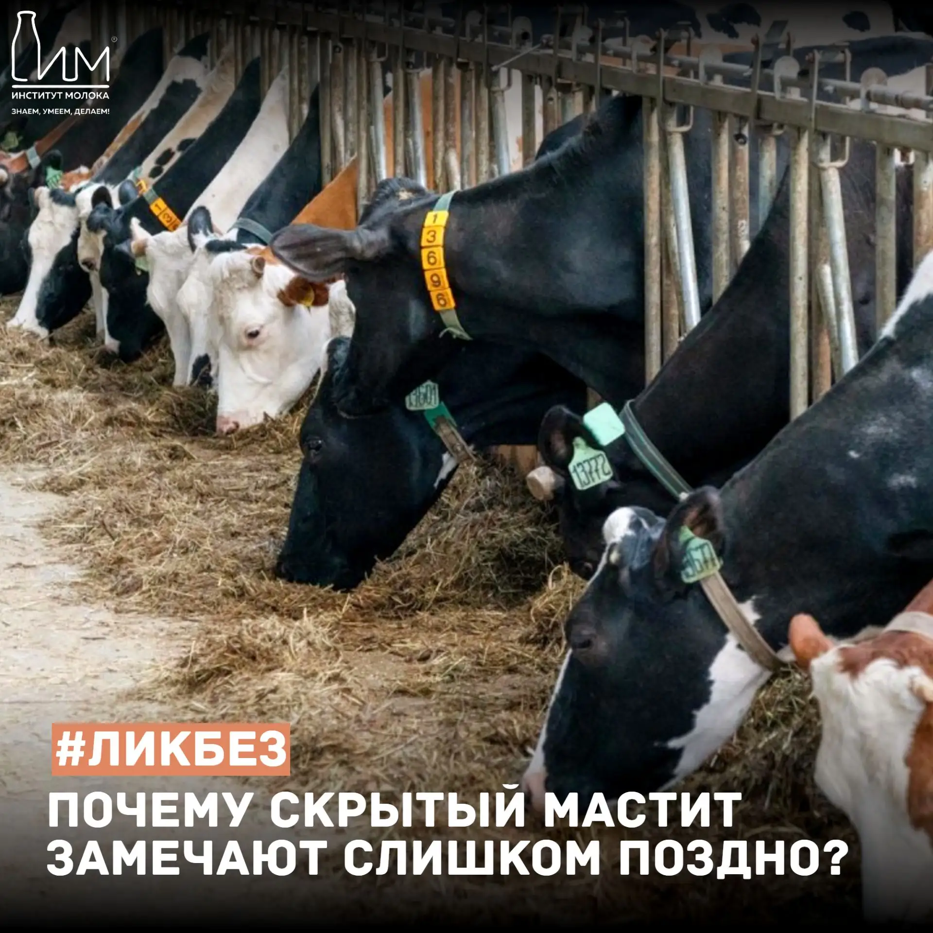 🥛 Молочный ликбез: почему скрытый мастит замечают слишком поздно