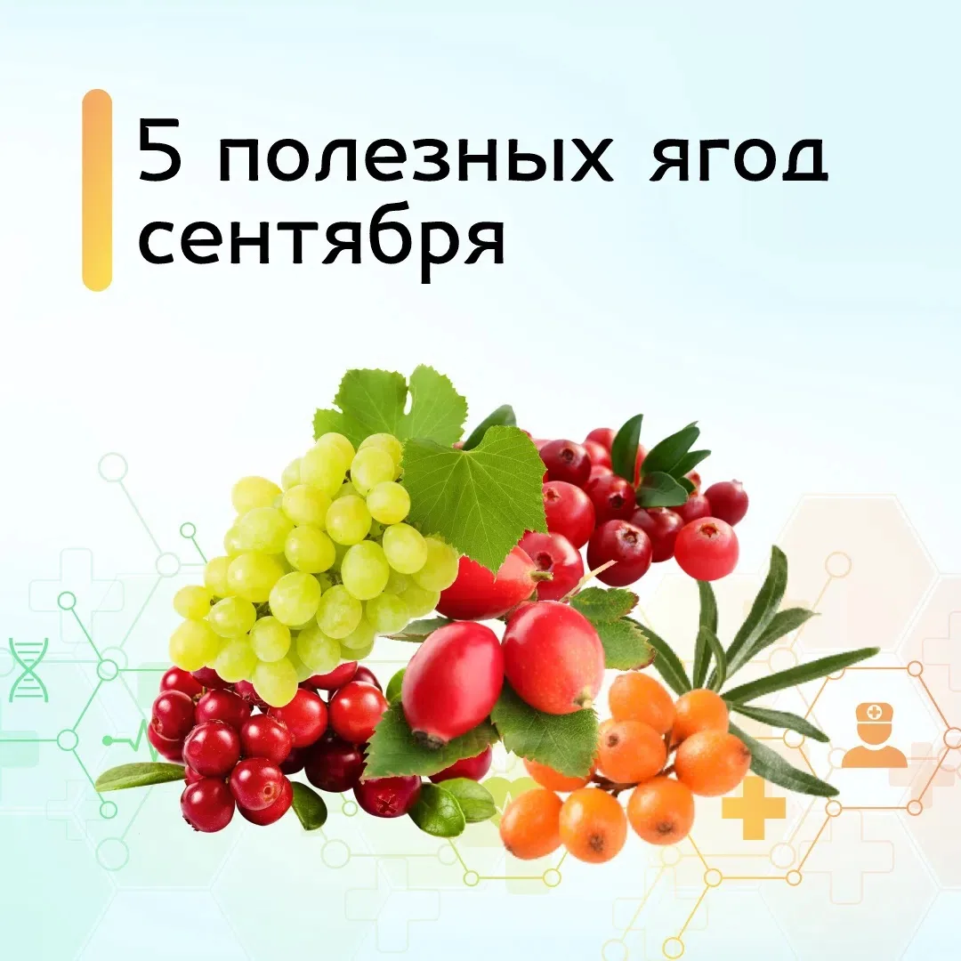 Сентябрь – время витаминов и полезных продуктов для организма. В этот сезон созревают о...