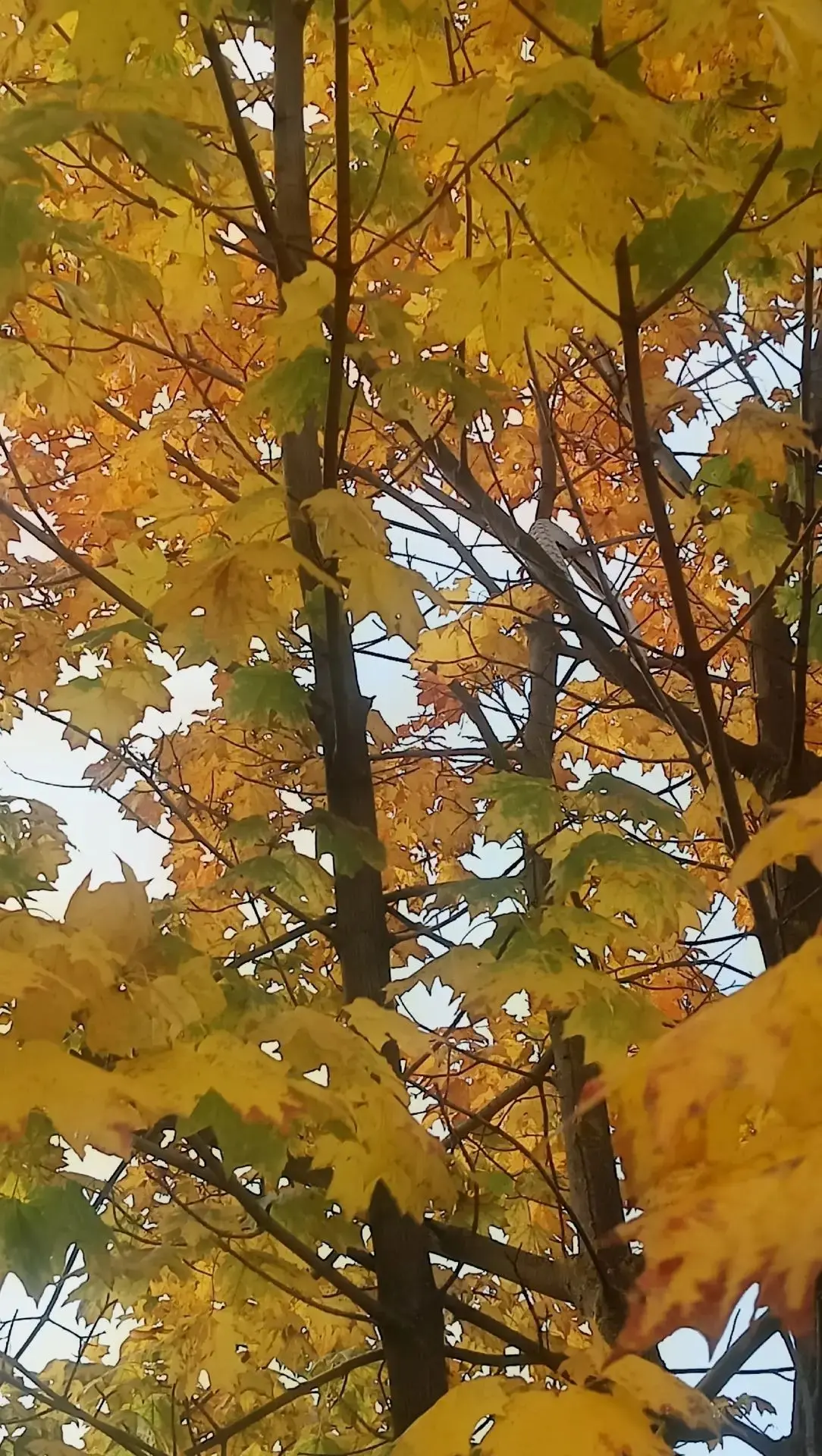 Золотая осень ❤️
