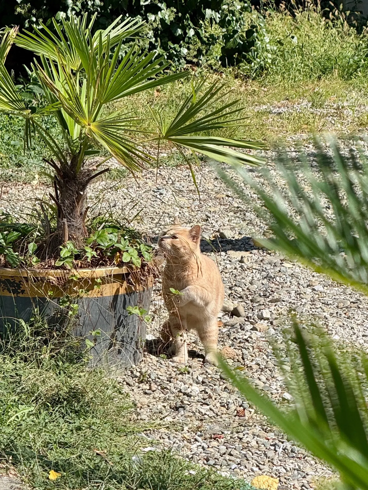 Доброго утра и замурчательного дня! 🌴🐈