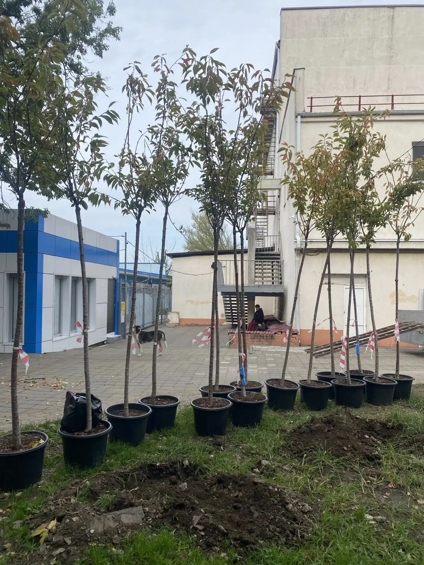 Начали работы по компенсационному озеленению в Туапсинском округе