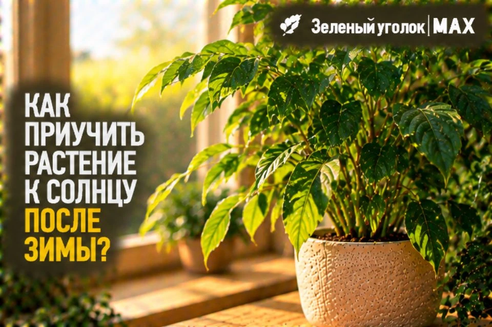 ☀️ КАК ПРИУЧИТЬ РАСТЕНИЕ К СОЛНЦУ ПОСЛЕ ЗИМЫ?