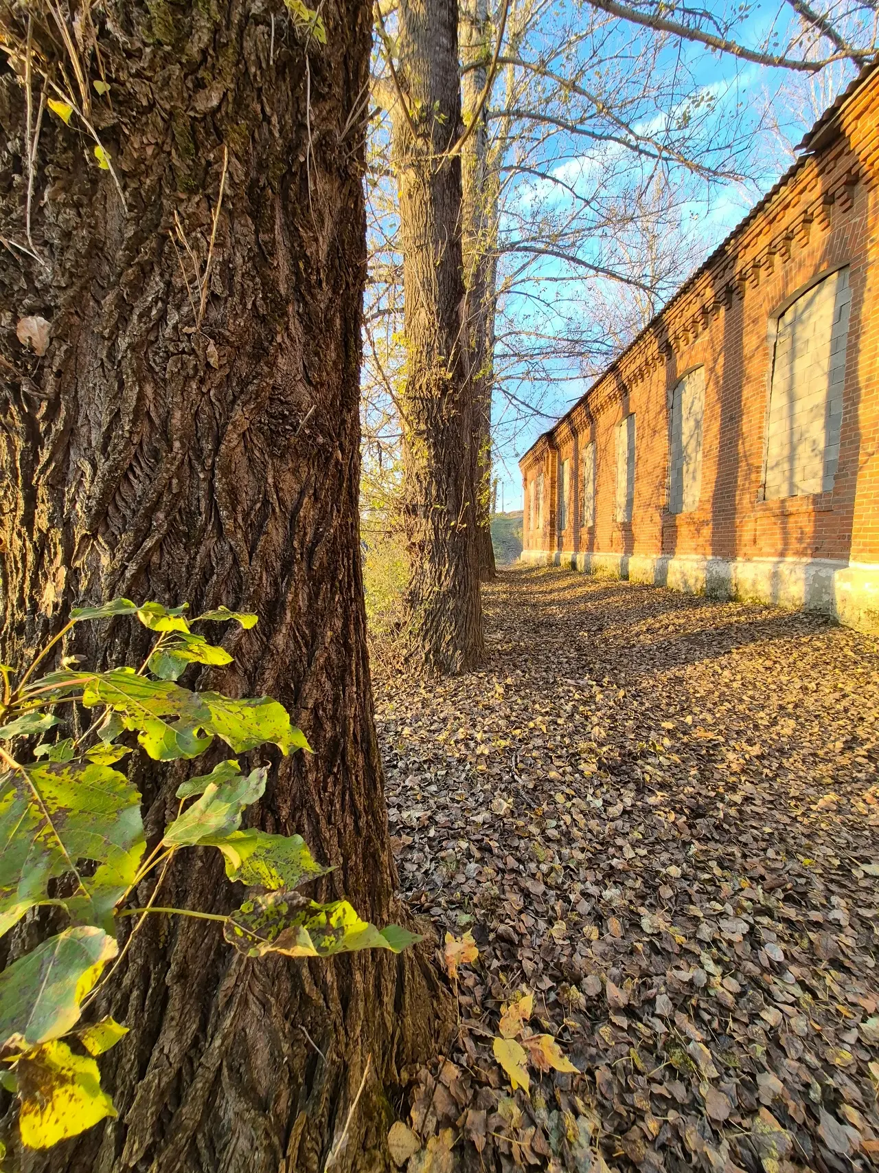 🍂 Бабье лето не сдаётся — октябрь радует теплом! ☀