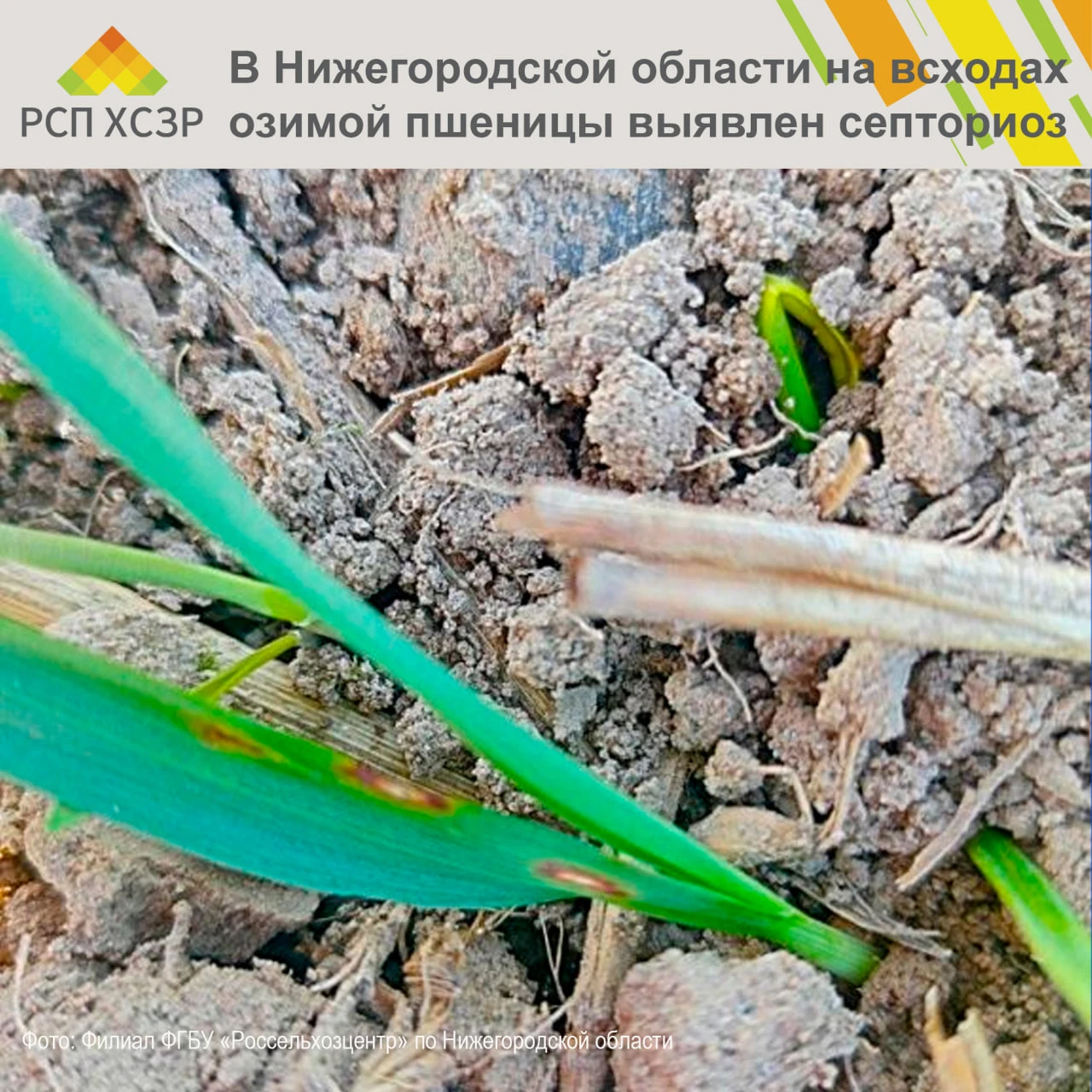 ⚠️ В Нижегородской области на всходах озимой пшеницы выявлен септориоз