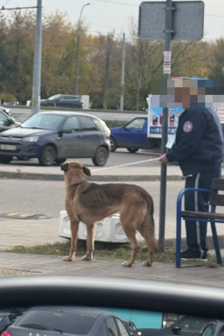 Охранница в ленте Набережные Челны зверски привязывают чипировинную собаку веревкой к с...