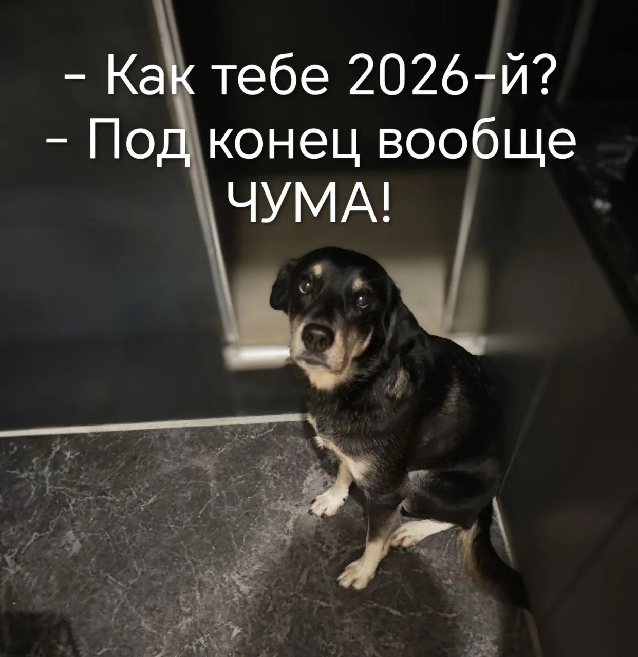 #хоррорики