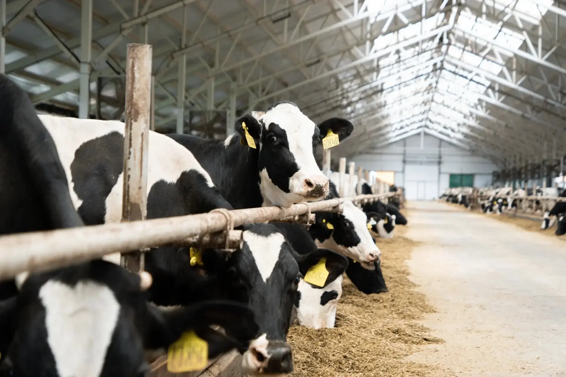 🚜 В Ивановской области увеличили господдержку на животноводство и обновление парка сел...