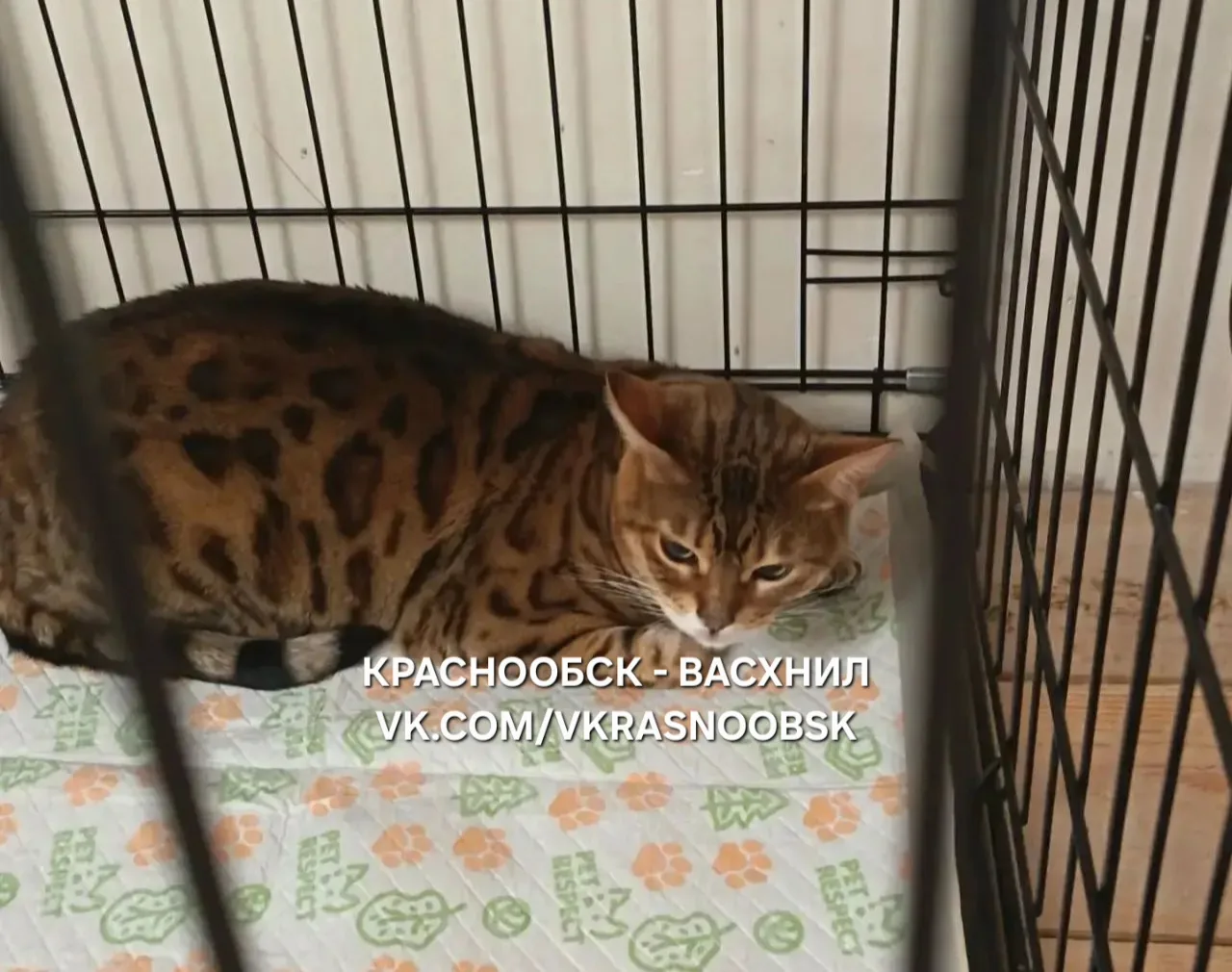 Найден кот
