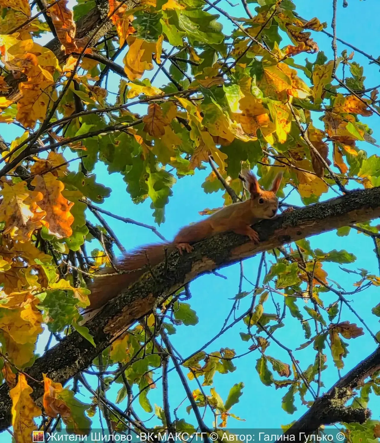 🐿️ Вот такое вот оно, доброе утро, когда ты живешь в Шилово 😍