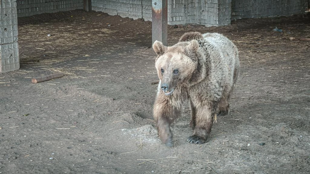 Медведь в Серебрянке под Тагилом убивает скот