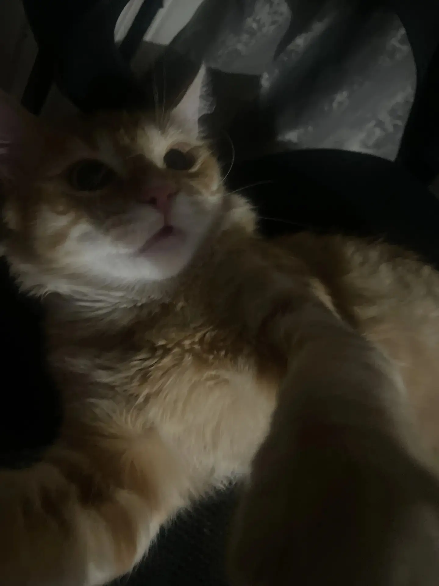 Потерялся котик его зовут Леон, его нету уже дома один день.