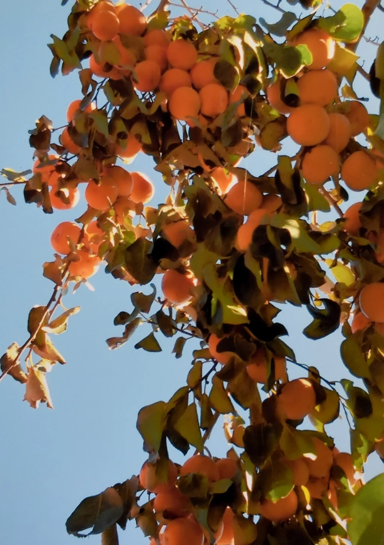 🧡 Хурму - про запас