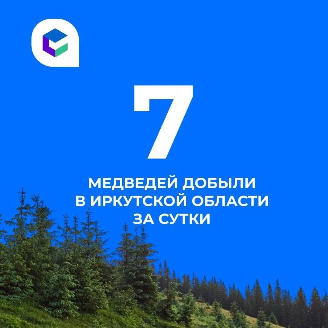 Семь медведей добыли за сутки в Иркутской области.
