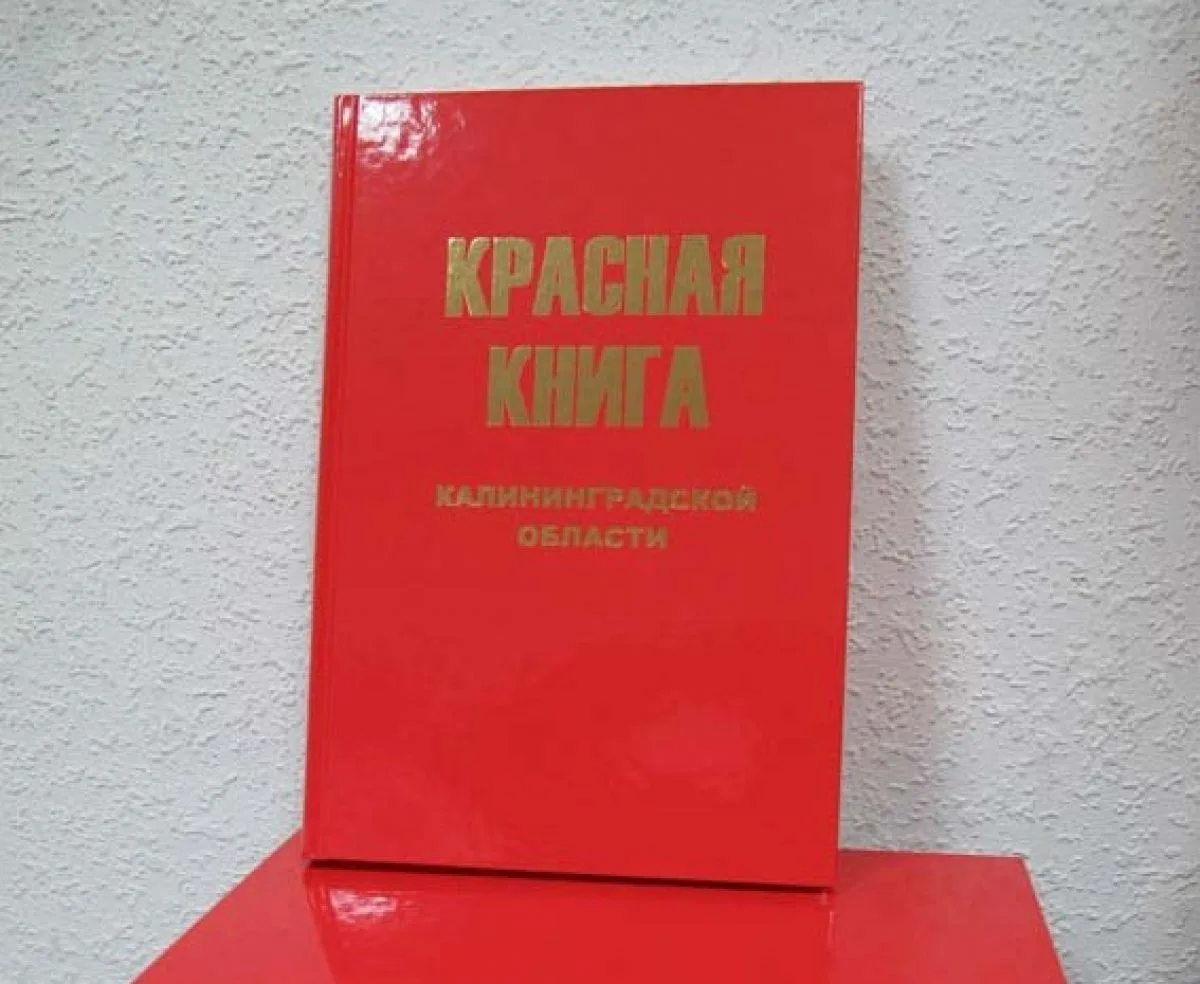 Рысь, тюленей и гриб-баран планируют включить в Красную книгу Калининградской области